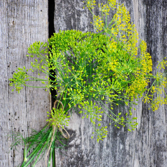 4000 Dill Seeds - Long Island Mammoth Non-GMO Heirloom - Anethum graveolens - USA Seller, Free Shipping