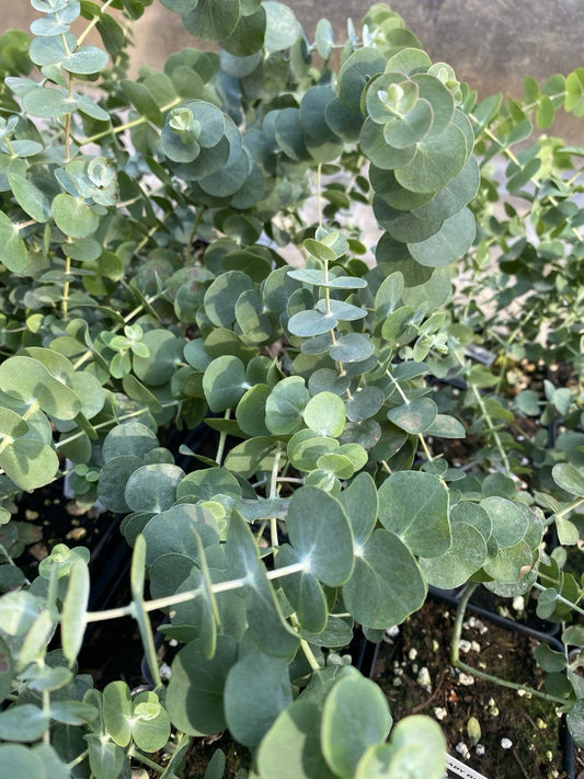 Baby Blue Eucalyptus Plant 4 Inch Pot Eucalyptus pulverulenta Live Indoor Outdoor Greenery