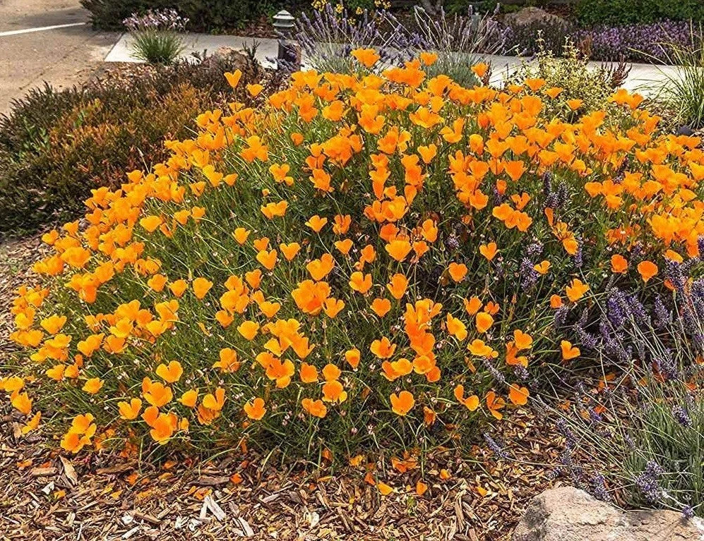 California Poppy Seeds - 5000 Seeds, Orange Wildflower, Drought Tolerant Native Plant, Eschscholzia californica