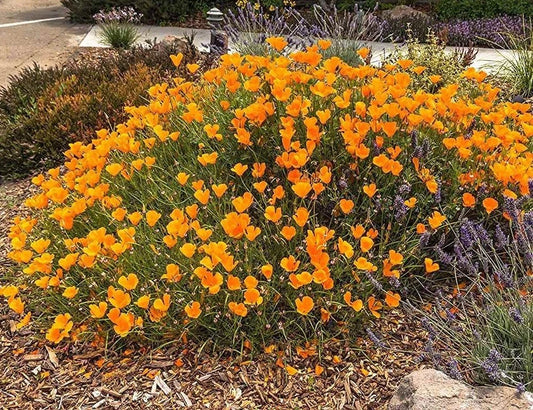 California Poppy Seeds - 5000 Seeds, Orange Wildflower, Drought Tolerant Native Plant, Eschscholzia californica
