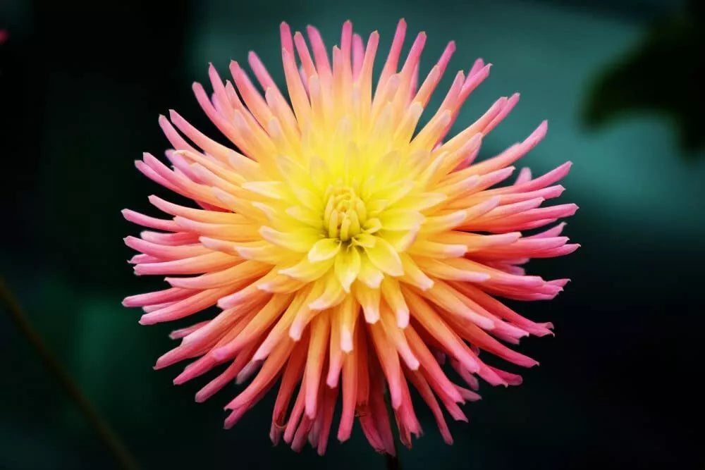 Cactus Dahlia Seeds - 50+ Mixed Color - USA Grown, Ships from Iowa - Dahlia pinnata