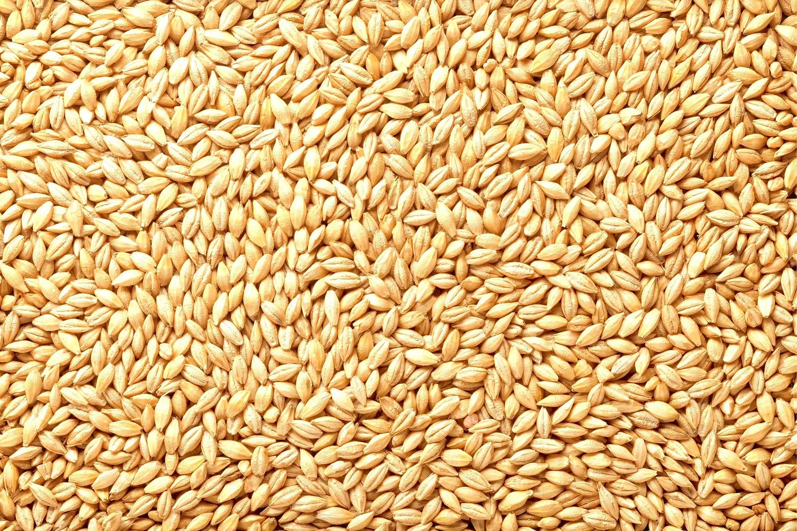 Barely Seeds | Whole Barley Seed | All Natural for Juicing, Malt Brewing, Beer Making | Hordeum vulgare