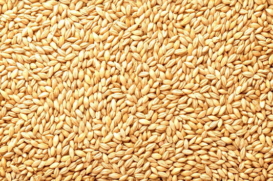 Barely Seeds | Whole Barley Seed | All Natural for Juicing, Malt Brewing, Beer Making | Hordeum vulgare
