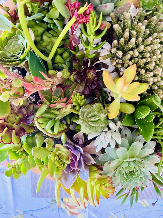 20 Assorted Organic Succulent Cuttings + 2 Free Cuttings - Perfect for DIY Arrangements - Ideal for Home & Garden