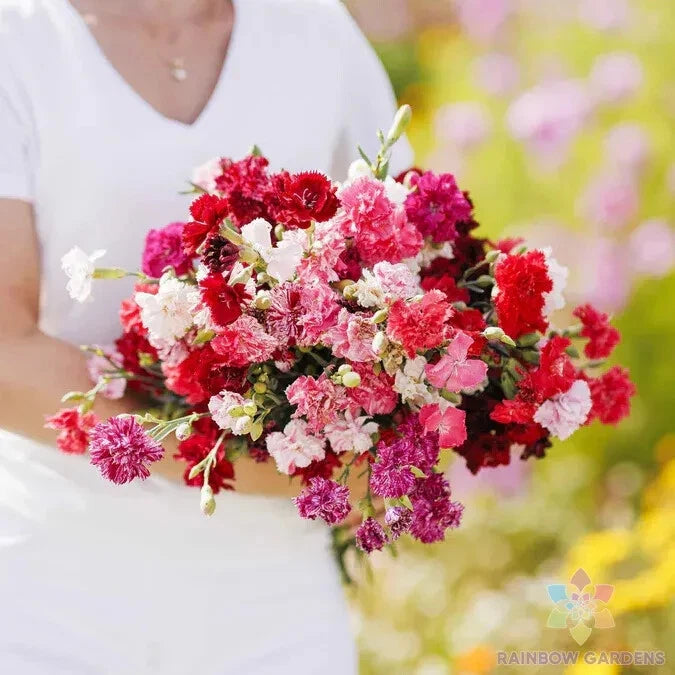 Carnation Seeds Mix - 200+ Enfant de Nice - Colorful Garden Variety - Dianthus caryophyllus - USA