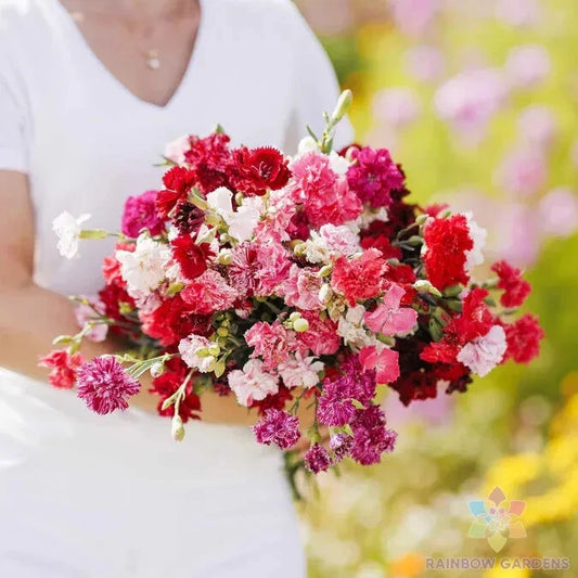Carnation Seeds Mix - 200+ Enfant de Nice - Colorful Garden Variety - Dianthus caryophyllus - USA