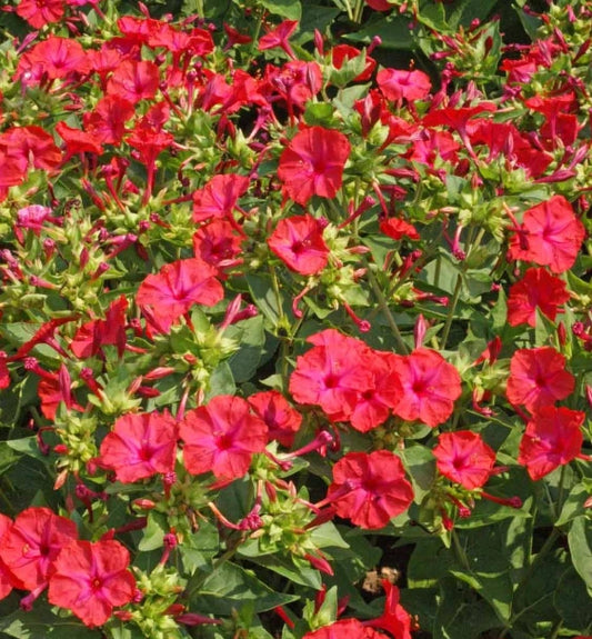 Four O'Clock Seeds - Hummingbird Red Variety, Non-GMO, Mirabilis jalapa, 25 Seeds for Night Blooms