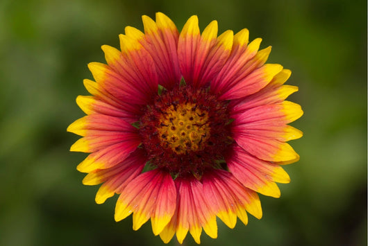 Indian Blanket Flower Seeds - 100+ Perennial Native Wildflower - Gaillardia pulchella - Rare Gardening Seeds