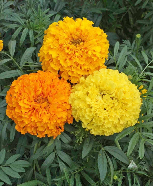 Marigold Seeds Crackerjack Mix - Heirloom Non-GMO 150+ Seeds - Tagetes erecta - Free Shipping USA