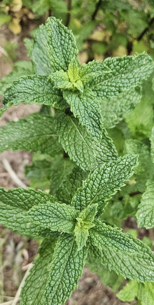 Live Starter Peppermint Plants - 6 Bareroots for Planting - Rau Thom Mint - Mentha × piperita