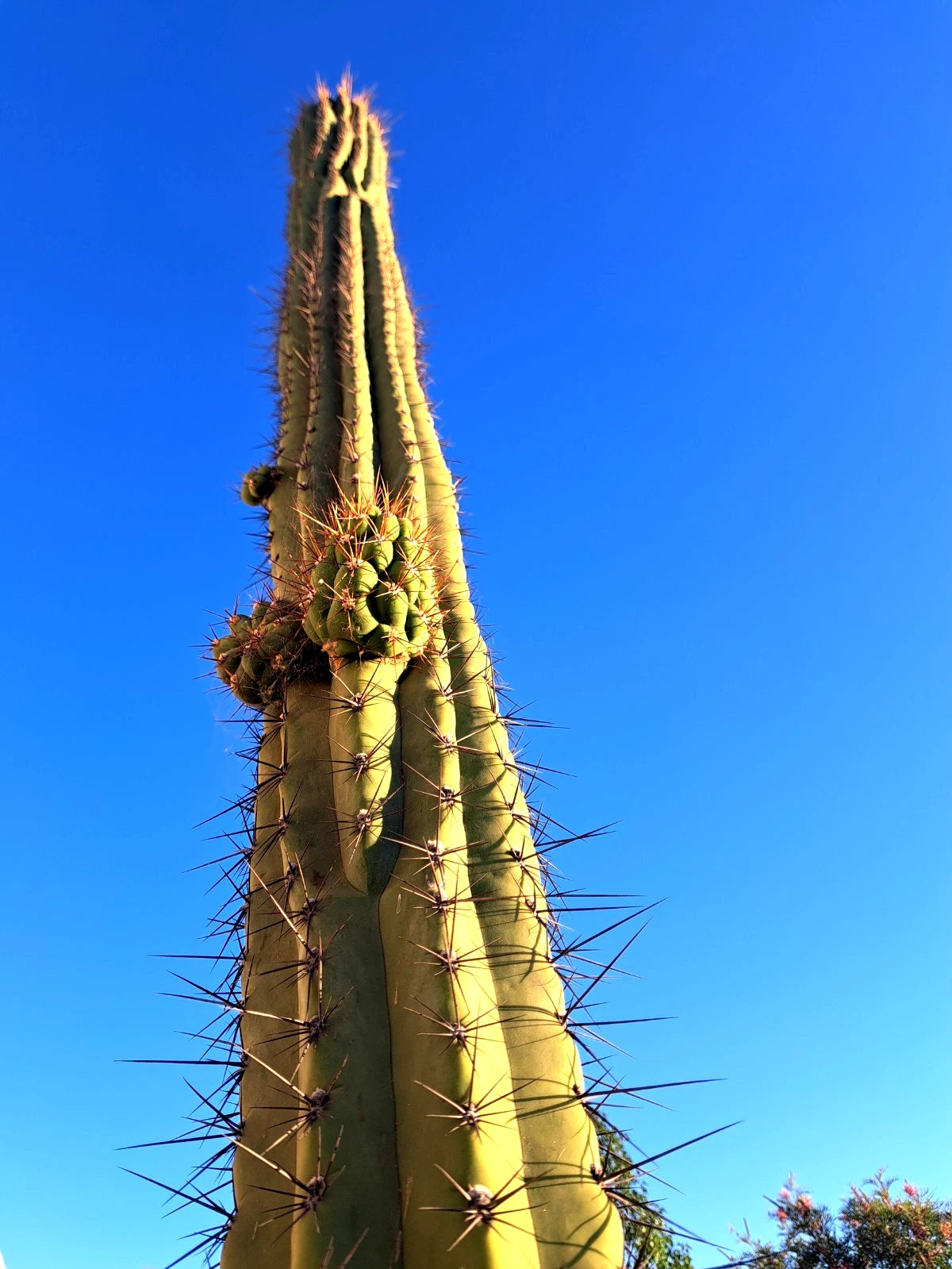 Cereus Werdemannianus Cactus Plant 25in Tall, Unique Tall Columnar Cactus, Indoor/Outdoor, Great for Succulent Gardens