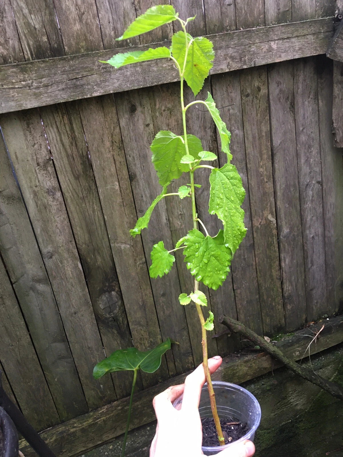 Mulberry Tree Plug Seedling - Morus Nigra Live Plant, Hardy Fruit Tree ...