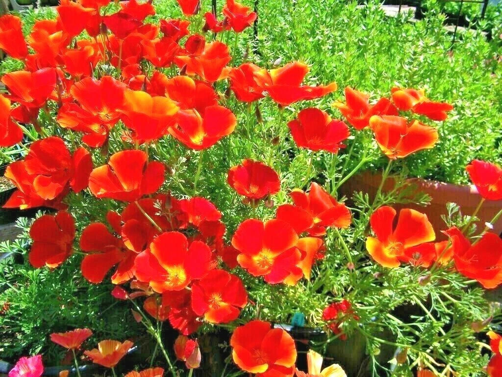 California Poppy Flower Seeds - 501+ RED CHIEF Variety - Native Wildflower for Garden & Containers - Eschscholzia californica