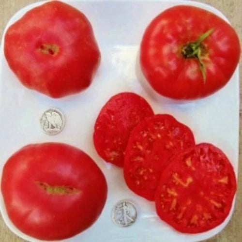 Beefsteak Tomato Seeds - 25 Count - Pruden's Purple Variety - Solanum lycopersicum