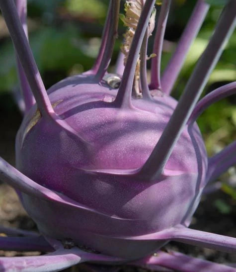 Kohlrabi Seeds - Purple Vienna Variety - Fresh Vegetable Seeds - Brassica oleracea