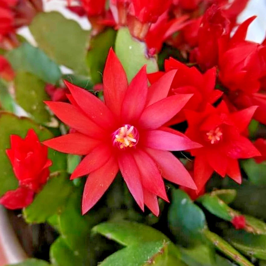 Red Easter Cactus Live Plant - 4" Spring Cactus - Rhipsalidopsis Gaertneri