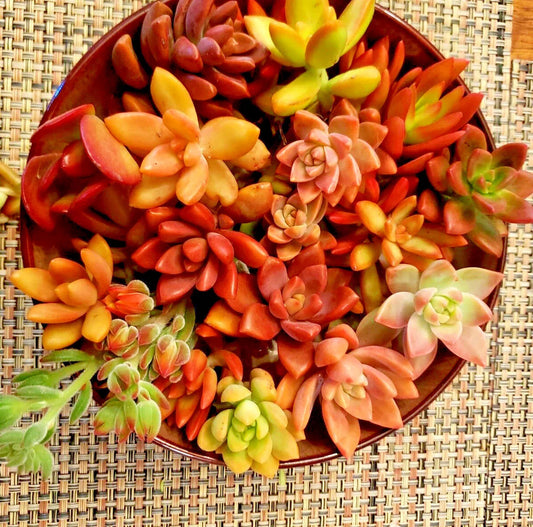 12 Succulent Cuttings - 6 Varieties in Red, Pink, Orange - Echeveria, Sedum, Graptopetalum, Crassula, Aeonium, Kalanchoe