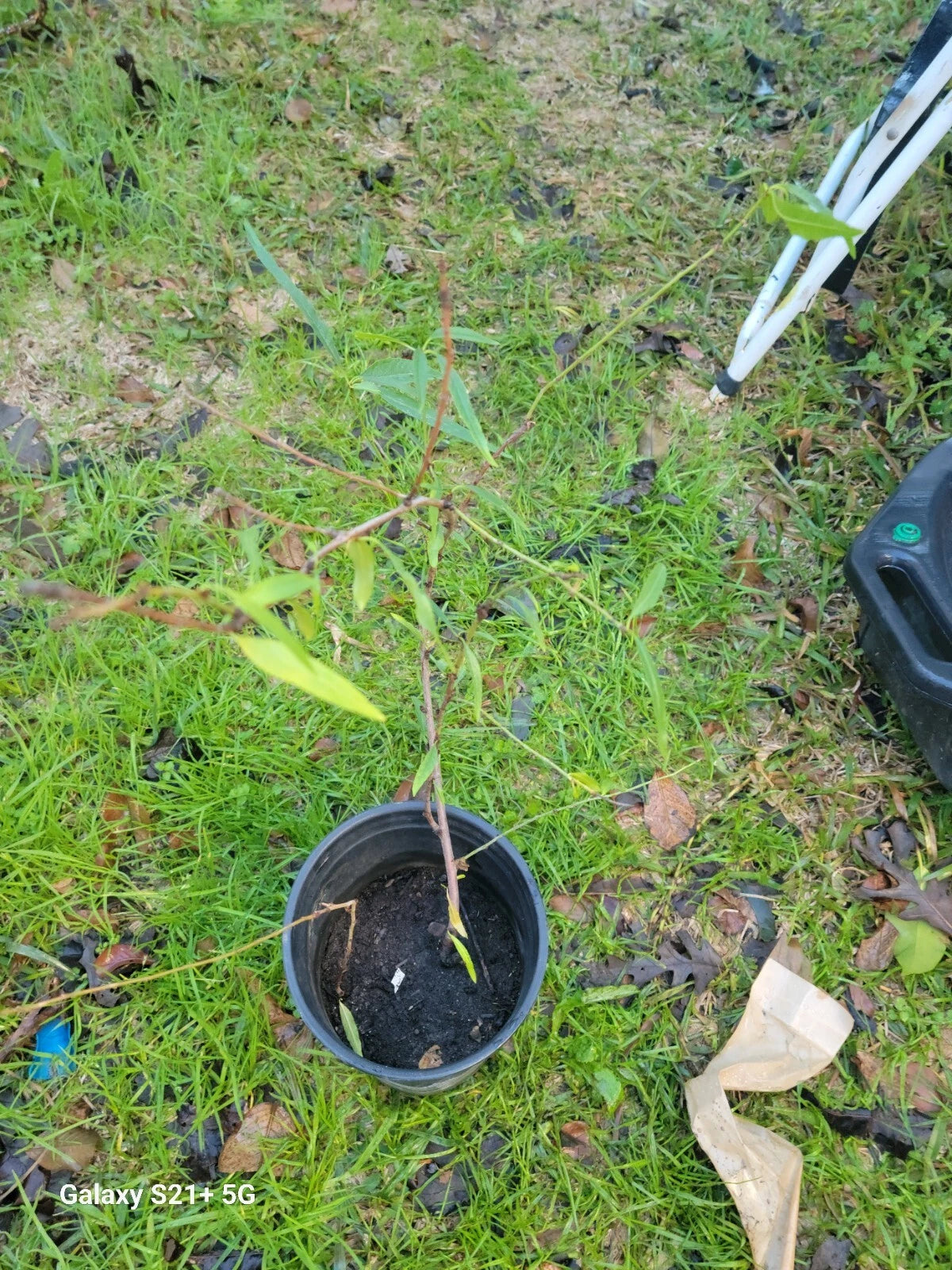 Nectarine Small Tree, Dwarf Variety, Fruiting Tree, Prunus persica var. nucipersica