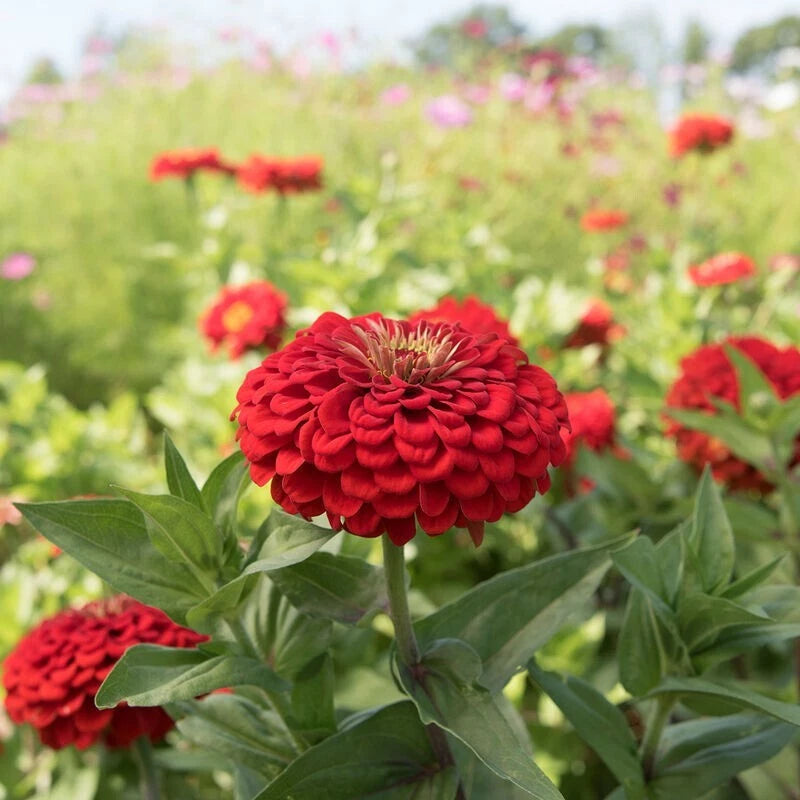 Benary Giant Scarlet Zinnia Seeds - 100+ Pack - Perfect for Garden - Zinnia elegans - USA Grown - Free Shipping