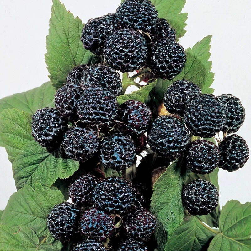 Jewel Black Raspberry Plant - Live Rooted Starter - Self-Pollinating, Midseason, Zones 4-8 - Rubus occidentalis