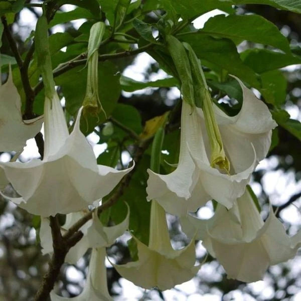 Brugmansia Arborea Seeds, 10 Pack, White Flower Angel's Trumpet, Tropical Perennial Plant