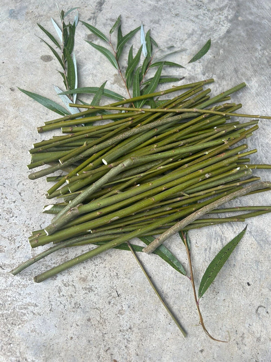 50 Hybrid Willow Tree Cuttings | Fast Growing Willow Variety | Salix spp.