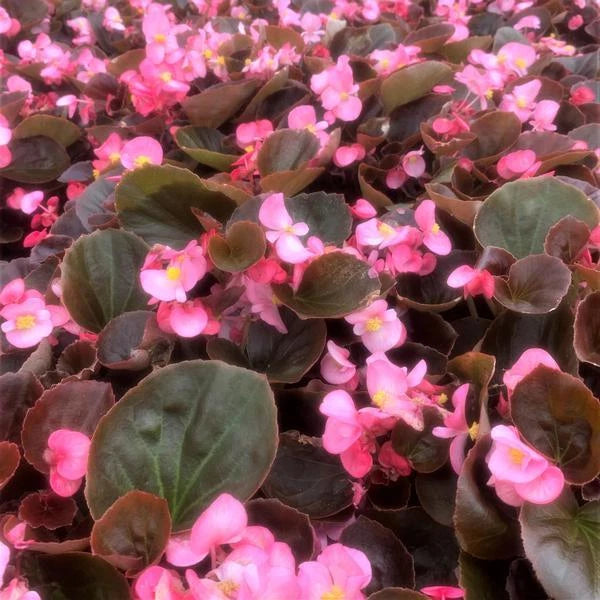 Begonia Seeds - Cocktail Gin PT - Set of 100 Seeds - Begonia spp. - Non-California Shipping - Gardening Supplies