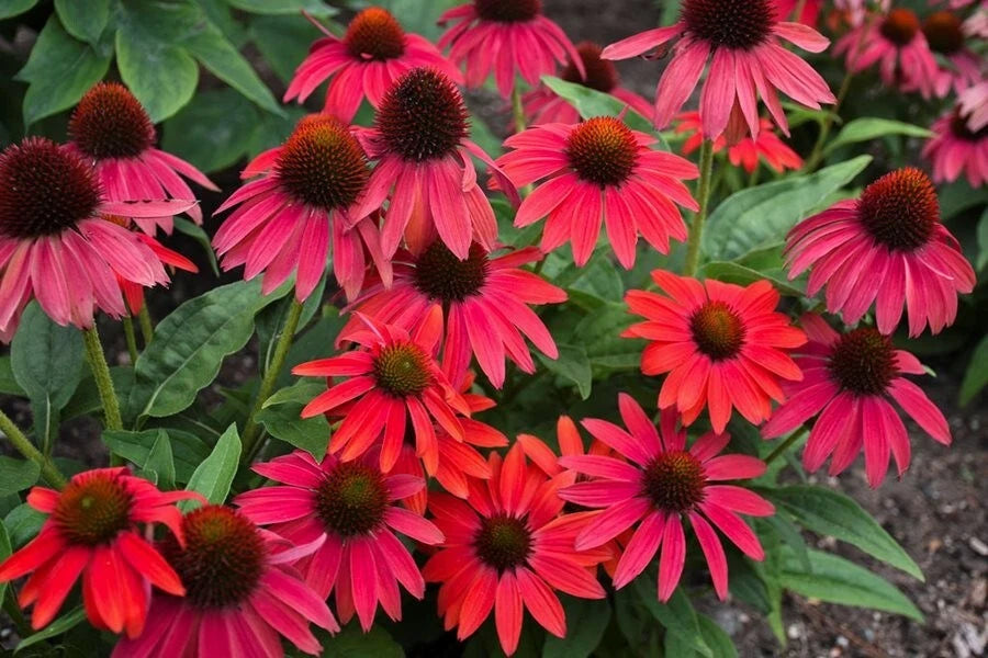 Red Coneflower Seeds - 200+ Pack - Echinacea purpurea - Garden Planting - USA
