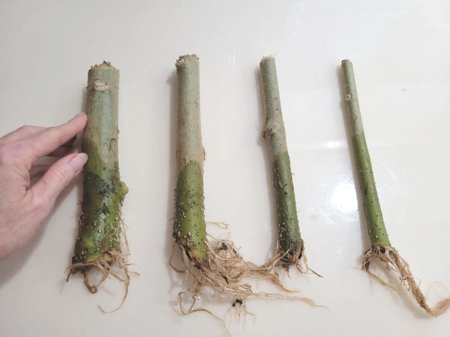 Rooted 7" Angel Trumpet Cuttings - Brugmansia - Choose Yellow, Pink, or White Flowers
