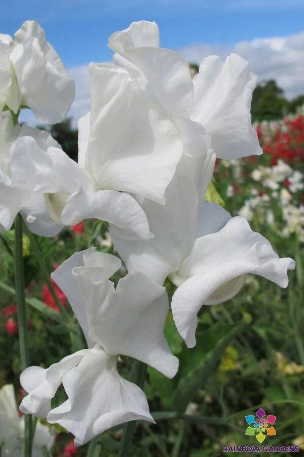 John Warren Sweet Pea Seeds - 50+ Pack for Garden Planting - Lathyrus odoratus - USA Grown, Free Shipping