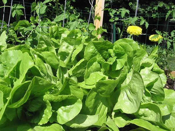 Bibb Leaf Lettuce Seeds, Heirloom Non-GMO, 25+ Seeds for Garden, Lactuca sativa