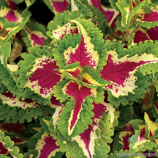 25+ Coleus Seeds - Wizard Rose Variety for Garden Planting - Solenostemon scutellarioides - USA