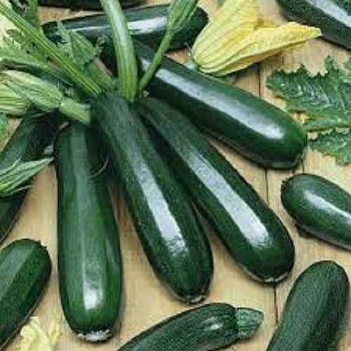 Black Beauty Zucchini Seeds - Premium Organic Fresh Seeds - Popular Variety for Home Gardening - Cucurbita pepo