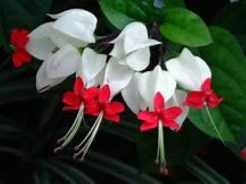 Bleeding Heart Plant - Rooted Starter - White & Red Blooms - Clerodendrum thomsoniae