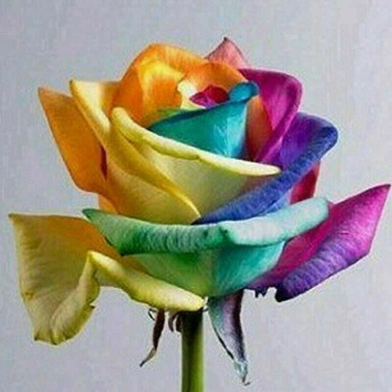 50pcs Rainbow Rose Flower Seeds | Colorful Garden Plants | USA Seller | Ideal for Home Gardens
