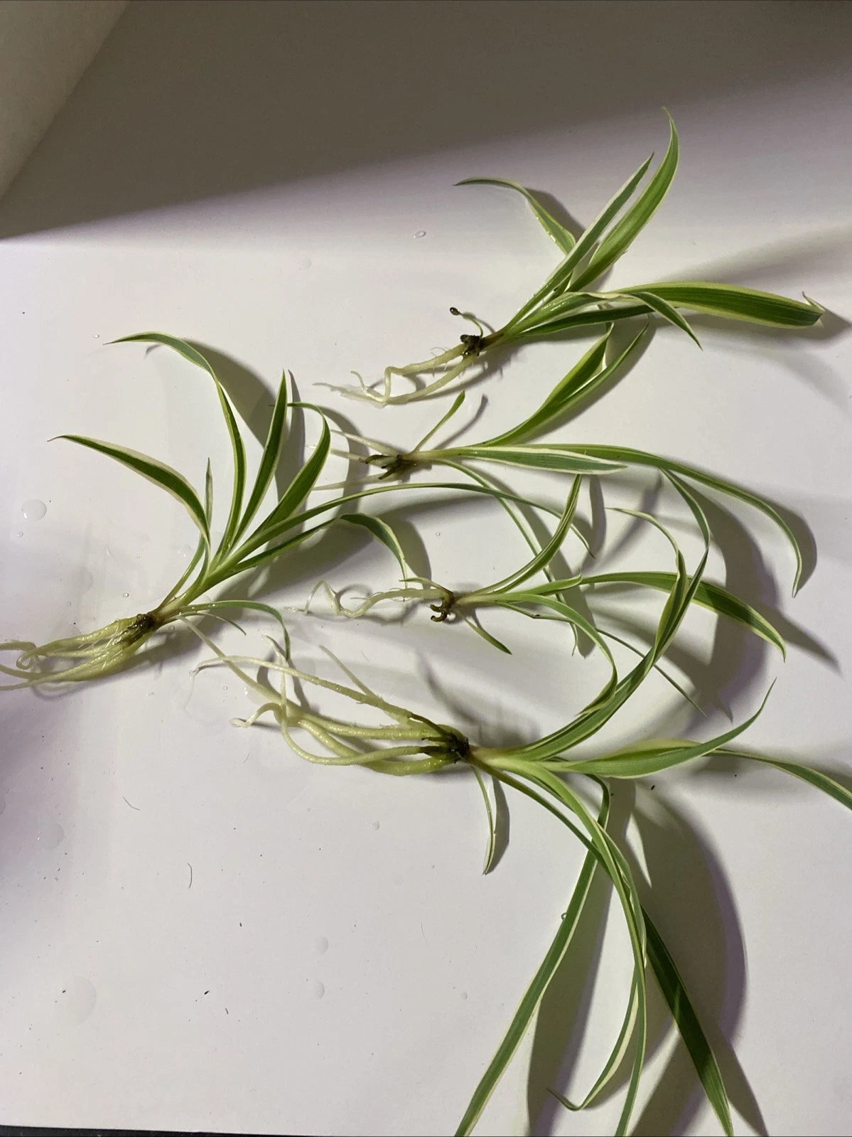 Live Bare Rooted Spider Plants - 5 Pack - Chlorophytum comosum - Easy Care Indoor Air Purifying Houseplants