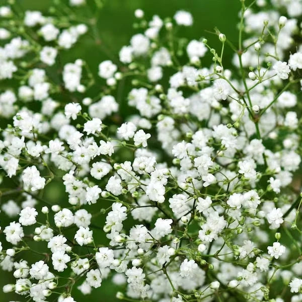 Baby's Breath Seeds - 200 Organic Seeds - Gypsophila paniculata - USA Grown - Free Shipping