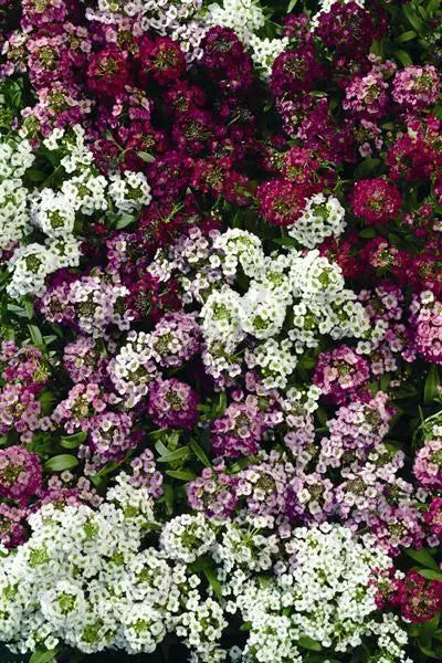 Alyssum Easter Bonnet Series Plant - Colorful Ground Cover - Lobularia maritima