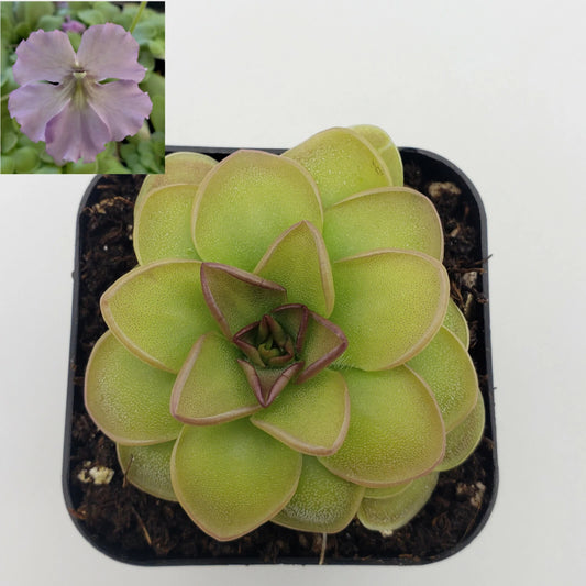 Carnivorous Plant Pinguicula 'Hanka' Butterworts - Live Plant, Unique Insect-Devouring Variety, Ideal for Terrariums