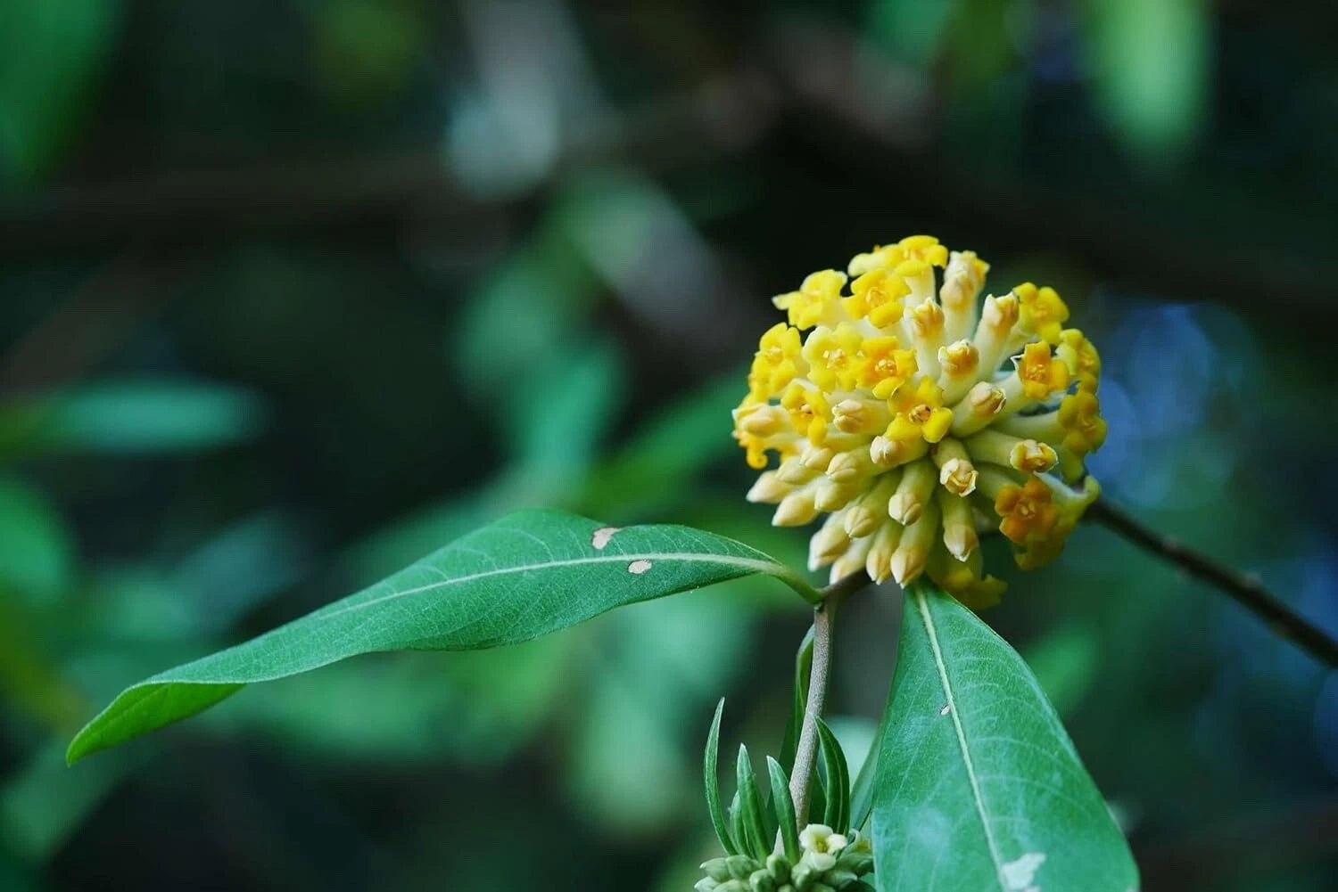 Indian Papertree Seeds - 20 Pack - Edgeworthia gardneri - Ideal for Planting