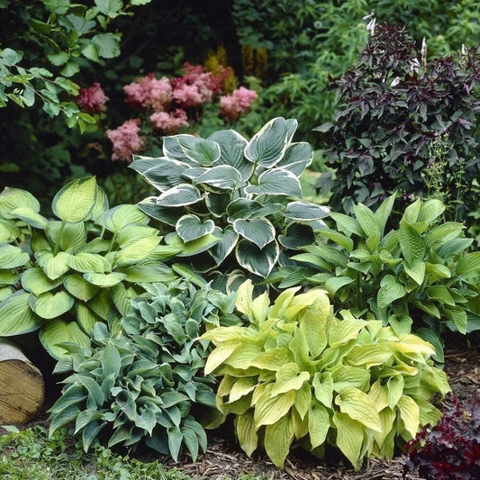 Mixed Color Hosta Plant Roots - 10 Count Growers Blend - Perennial Shade Plants (Hosta spp.)