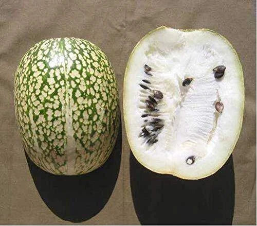 10 Seeds Shark Fin Melon Chilacayote Fig-Leaved Malabar Gourd Heirloom (Sechium edule) Very Rare