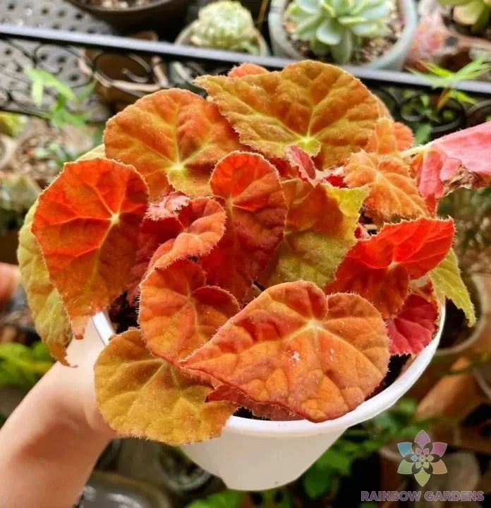 Autumn Ember Begonia Seeds - 25+ Heirloom Seeds for Garden Planting - Ideal for USA Gardens - Free Shipping Available