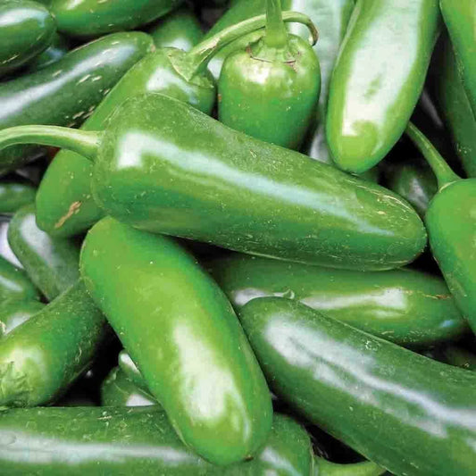 Jalapeno Pepper Seeds 50+ Non-GMO Hot Spicy Vegetable Capsicum annuum - USA Free Shipping