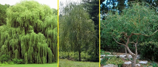 Aussie Willow Tree Bundle - 10 Fast Growing + 4 Weeping Willow Trees - Salix babylonica & Salix spp.
