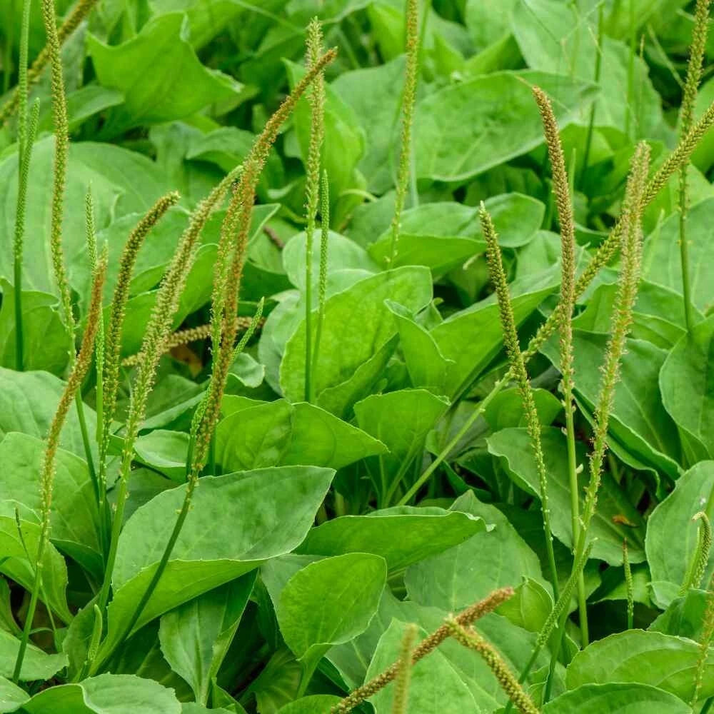 Common Plantain Seeds - 500+ Clean Seeds - Plantago major - Medicinal Herb, Edible Greens