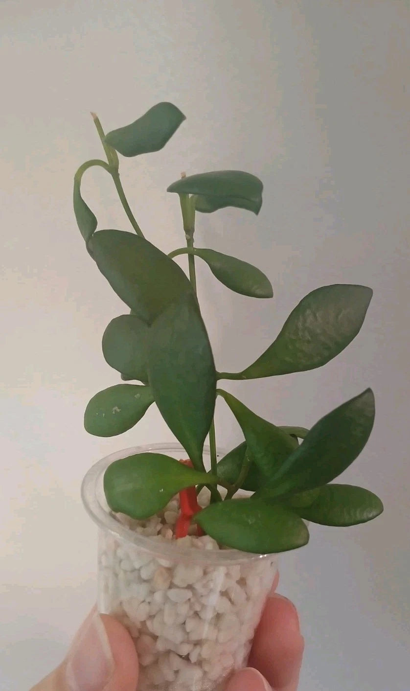 Hoya Heuschkeliana Cutting | Live Plant | Exotic Indoor Houseplant | Wax Plant Variety