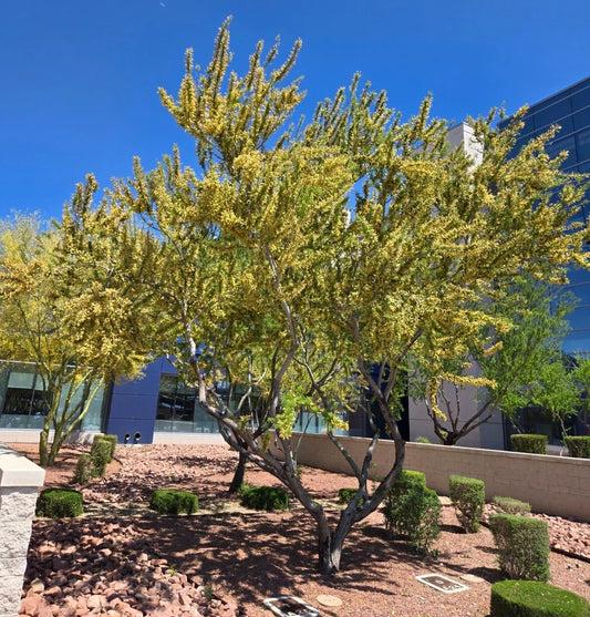 Catclaw Acacia Seeds - 20+ Seeds, Senegalia greggii, Drought-Tolerant Native Plant, Ideal for Xeriscaping, Acacia greggii