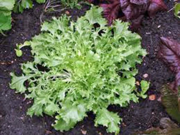 Lettuce Seeds 500 Count, Endive Broadleaf Batavian, Heirloom, Non-GMO, Organic Vegetable Seeds