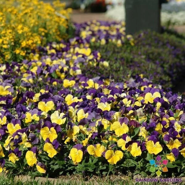 Matrix Morpheus Pansy Seeds - 200+ Count - Viola Variety - Ideal for Garden Planting - USA Sourced